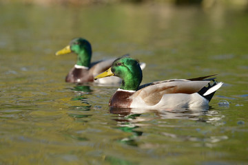 Mallard, Anas platyrhynchos