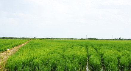 Campos de arrozales en el Delta del Ebro, Tarragona