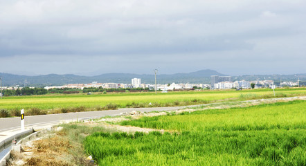 Fototapeta na wymiar Campos de arrozales en el Delta del Ebro, Tarragona