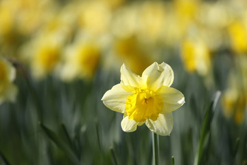 daffodil in sunlight with other specimen in the background