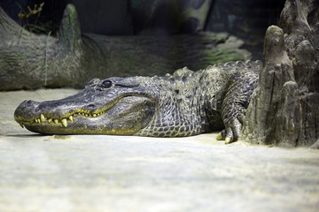 Миссисипский аллигатор