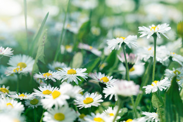 Daisy flowers in meadow (springtime)