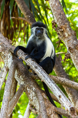 monkey, park, national, safari, portrait, wildlife, Africa