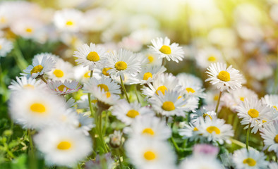 Little spring daisy flowers in meadow