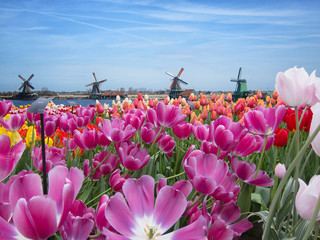 Tulpenfeld mit Windmühlen im Hintergrund © hk13114