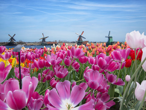 Tulpenfeld mit Windmühlen im Hintergrund