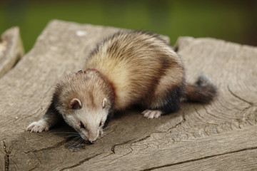 Ferret female on bole in park