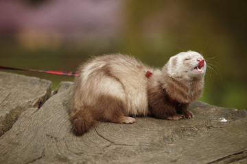 Nice ferret female
