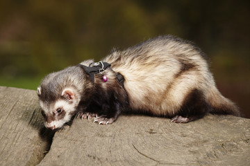 Ferret male on leash posing on bole in park