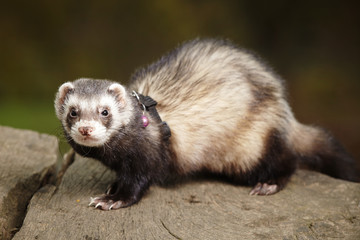 Classic ferret male