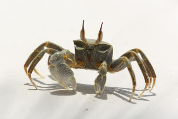 Ghost Crab (Ocypode quadrata)