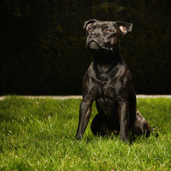 Staffordshire bull terrier posing in park