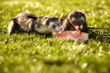 Ferrets with melon