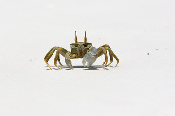 Ghost Crab (Ocypode quadrata)