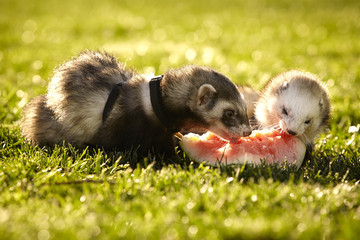 Ferrets with melon