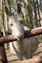 weißes Pferd schaut über den Zaun