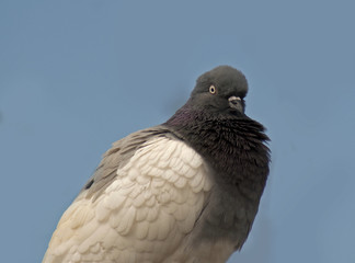 gołąb
