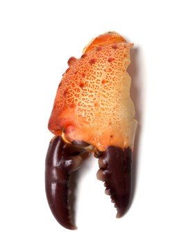 Boiled claw crab