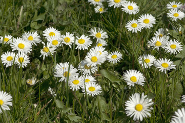 Gaensebluemchen; Bellis; Perennis