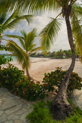 Fototapeta na wymiar Palm trees on the Wild tropical caribbean sand beach in