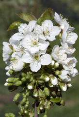 Obraz premium Kirschbaumblueten