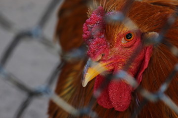 Huhn hinter Maschendraht