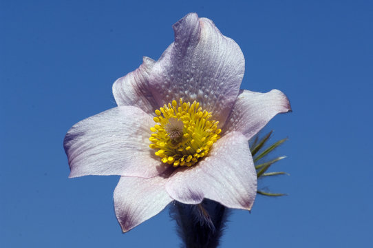 Kuechenschelle; Pulsatilla vulgaris