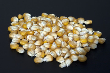 Mais; Zea mays; Maiskoerner;