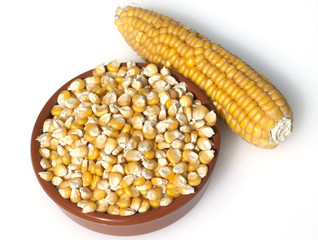 Mais; Zea mays; Maiskoerner;