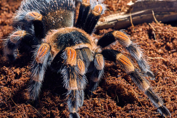 Mexican red knee tarantula