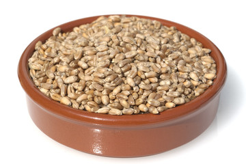 Triticale, Wintertriticale, Triticosecale, rimpauii,