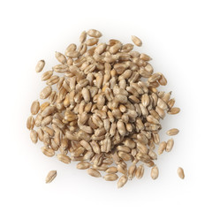 Triticale, Wintertriticale, Triticosecale, rimpauii,