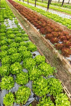 Organic salad field