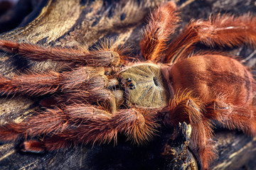 tarantula Tapinauchenius gigas