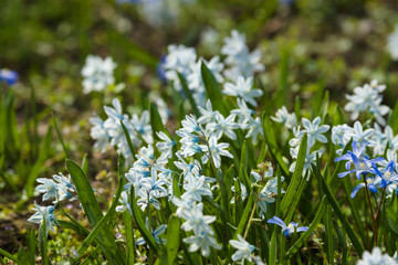 Obraz premium The first spring flowers. Flowering Scilla luciliae.
