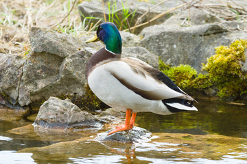 Drake standing on a rock sticking out of the water.