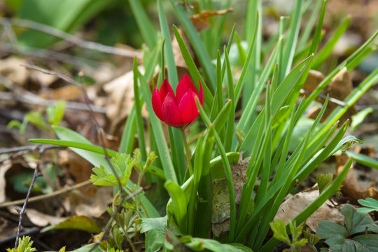The first spring flowers. Flowering tulip (Tulipa praestans).