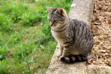 Naklejka na ściany i meble Brown tabby cat sitting on the wall in the garden.