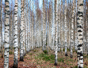 Fototapety  Birch forest