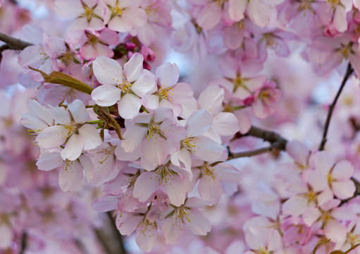 pink cherry tree blossoms
