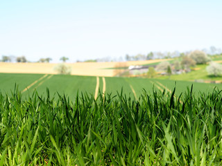 Fahrspuren im Getreidefeld