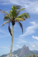 Fototapeta na wymiar Rio de Janeiro Palm Tree Two Brothers Mountain Brazil