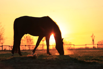 Fototapeta na wymiar Pferd im Sonnenstrahl