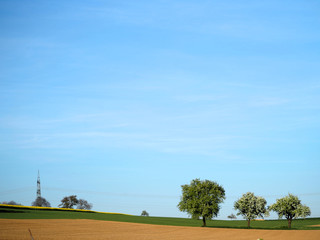 Fototapeta premium Landschaft mit Obstbäumen und Strommast
