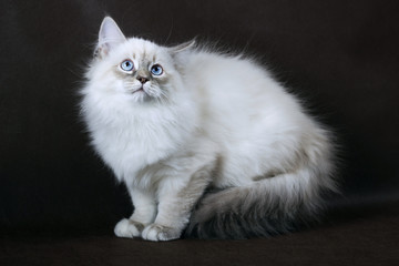 Neva masquerade kitten on brown background