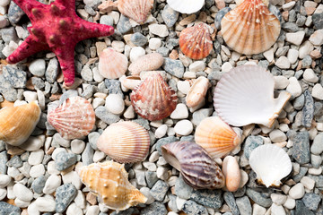 texture of sea bottom covered with colorful seashells and starfi