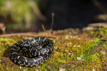 Eastern Kingsnake