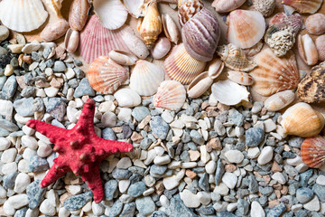 Texture of seashells and starfish lying on seashore