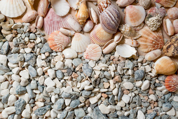 Lot of colorful seashells lying on pebbles at seashore
