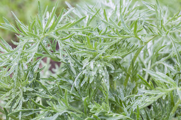 Silver sagebrush leaves with water drops